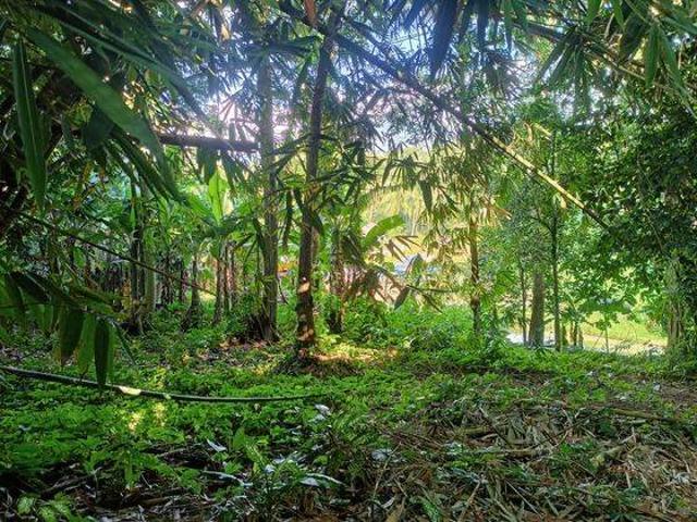 Tanah dijual di Pandeglang, Pandeglang