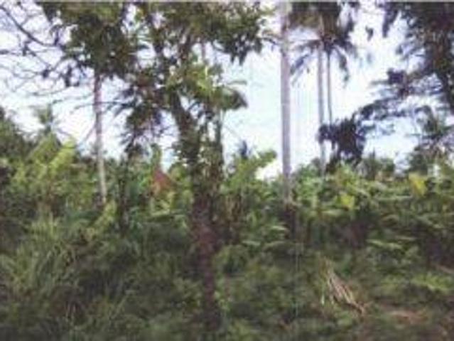 Tanah dijual di Panimbang, Pandeglang