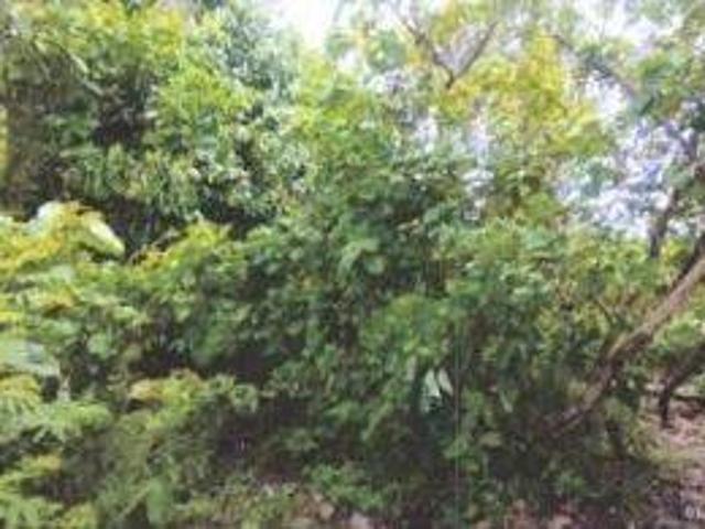 Tanah dijual di Panimbang, Pandeglang