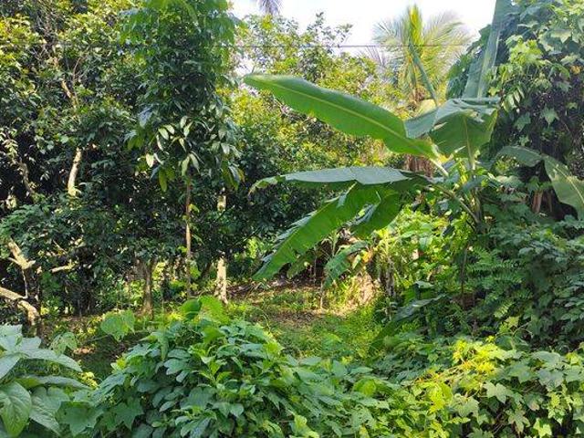 Tanah dijual di Rangkasbitung, Lebak