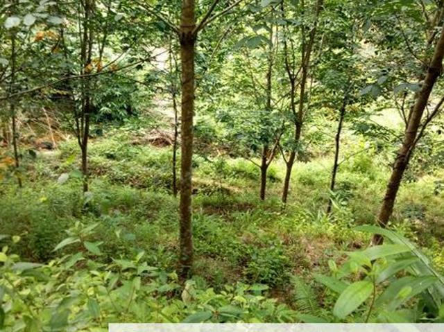 Shop for sale in Kuala Nerang, Kedah