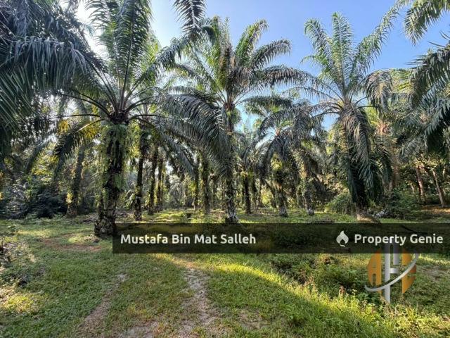 Property for sale in Terap, Kedah