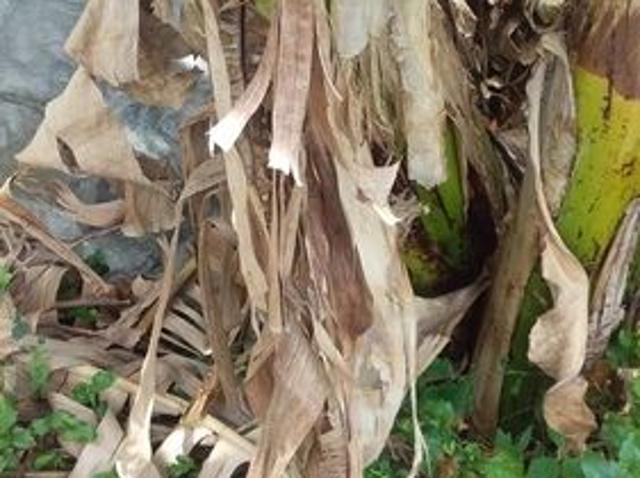 Tanah dijual di Kediri