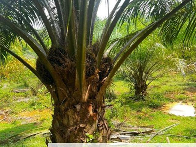 Shop for sale in Maran, Pahang
