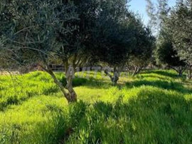 Propriété vente à Oued Amlil