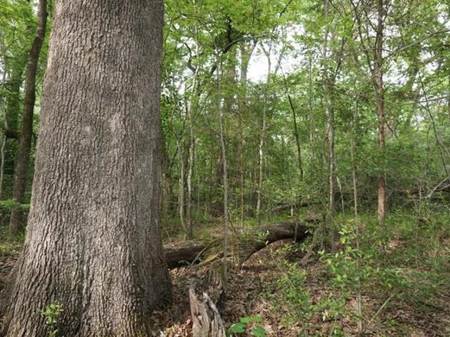 Land for sale in Henderson, Texas