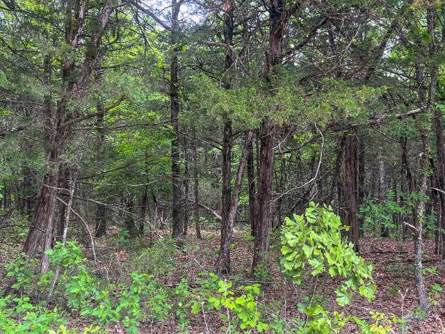 Land for sale in Theodosia, Missouri