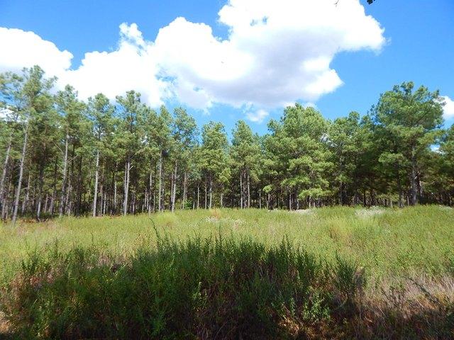 Land for sale in Big Sandy, Upshur County