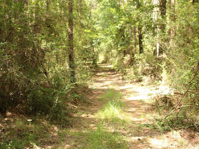 Land for sale in Shepherd, San Jacinto County
