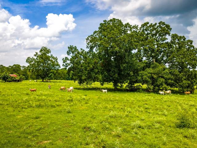 Land for sale in Walker, Texas