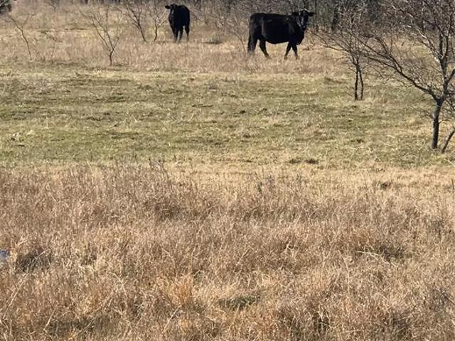 Land for sale in Whitesboro, Texas