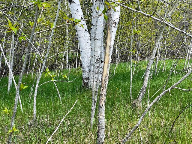 Land for sale in Beltrami, Minnesota