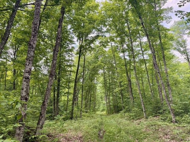Land for sale in Newberry, Michigan