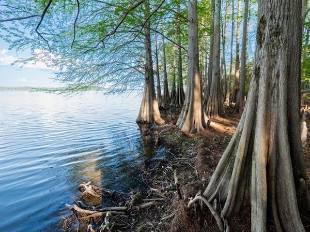 Land for sale in Diana, Texas