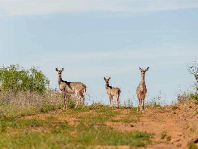 Land for sale in Coleman, Texas