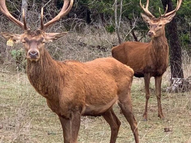 Ranch for sale in Lampasas, Texas