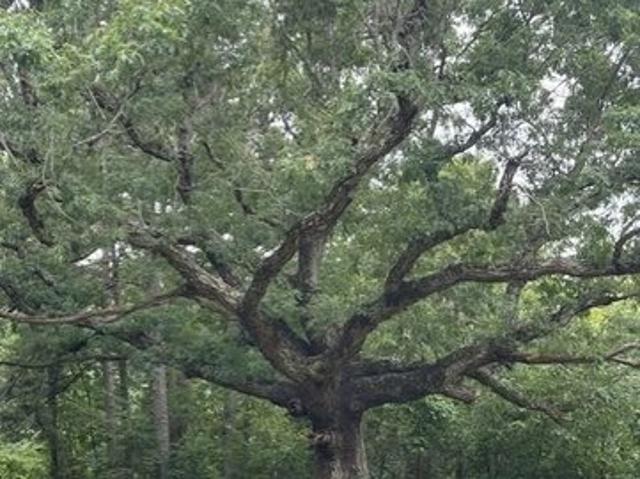 Land for sale in Ark