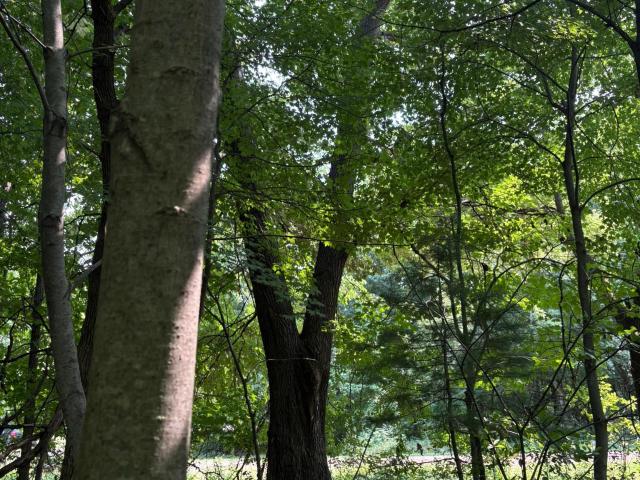 Land for sale in North Branch, Chisago County
