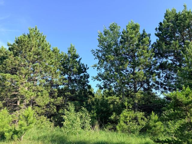 Land for sale in Wadena, Minnesota