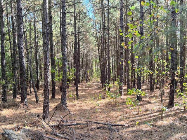 Land for sale in Carthage, Dallas County