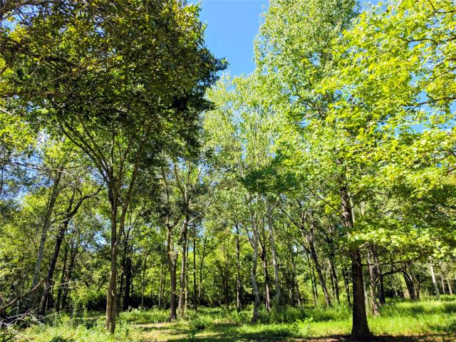 Farm for sale in Batson, Hardin County
