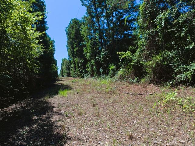Land for sale in Camp, Texas