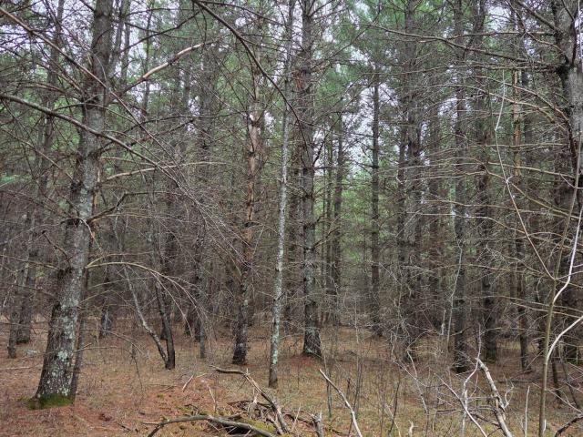 Land for sale in Hubbard, Minnesota