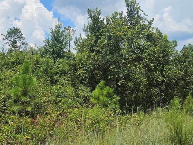 Land for sale in Suwannee, Florida