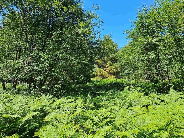 Land for sale in Houghton, Houghton County