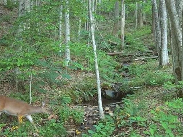 Land for sale in Todd, North Carolina