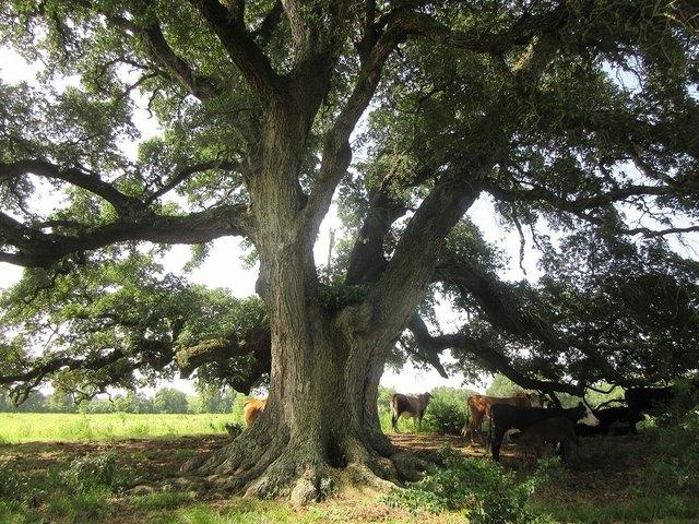 Land for sale in Brenham, Washington County
