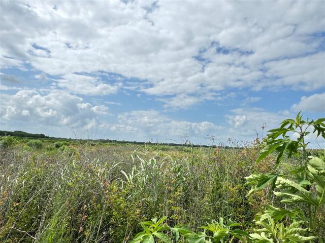 Land for sale in Needville, Texas