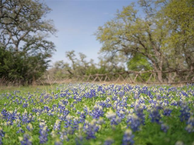 Farm for sale in Hays, Texas