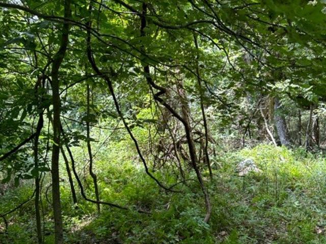 Land for sale in Virginia