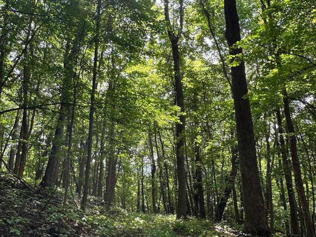 Land for sale in Virginia