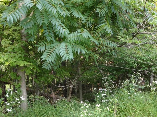 Land for sale in Colliers, West Virginia
