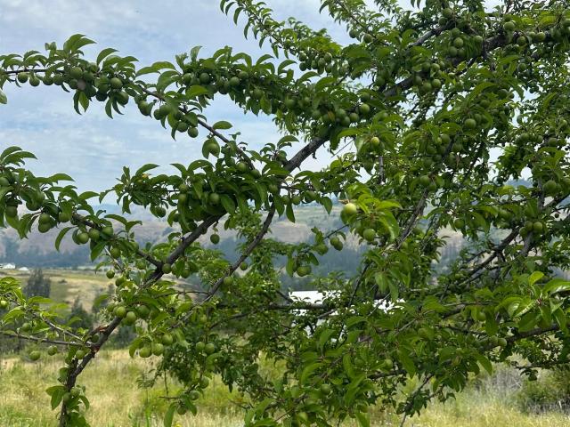 Land for sale in Kooskia, Idaho