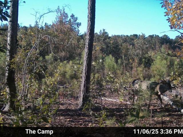 Land for sale in Hemingway, South Carolina