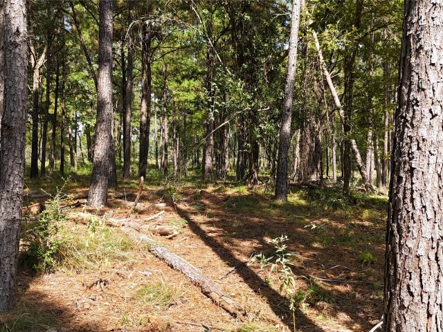 Land for sale in Lovelady, Houston County