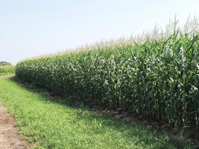 Land for sale in Todd, Minnesota