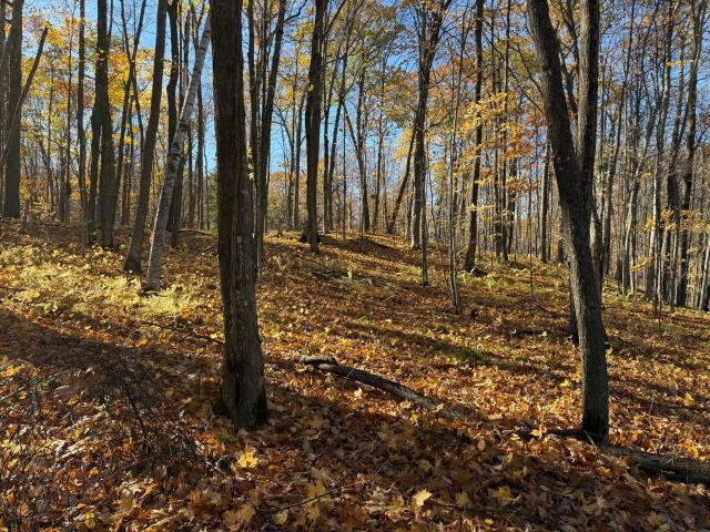 Land for sale in Town of Long Lake, Washburn County