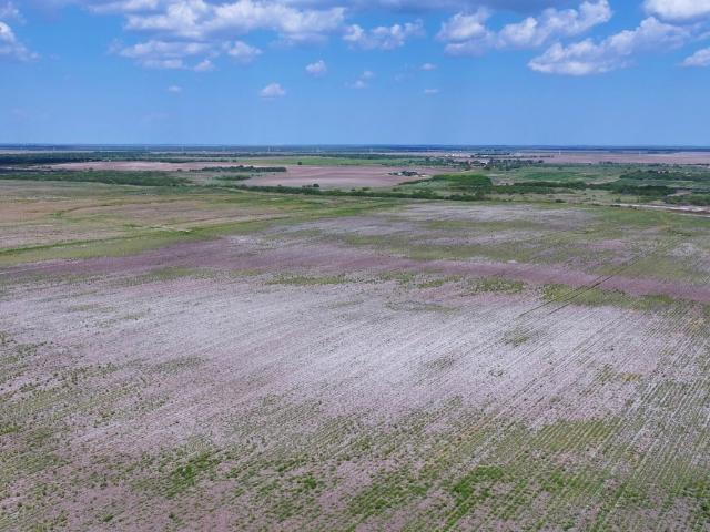 Land for sale in Kingsville, Texas