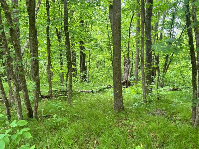 Land for sale in Todd, Minnesota