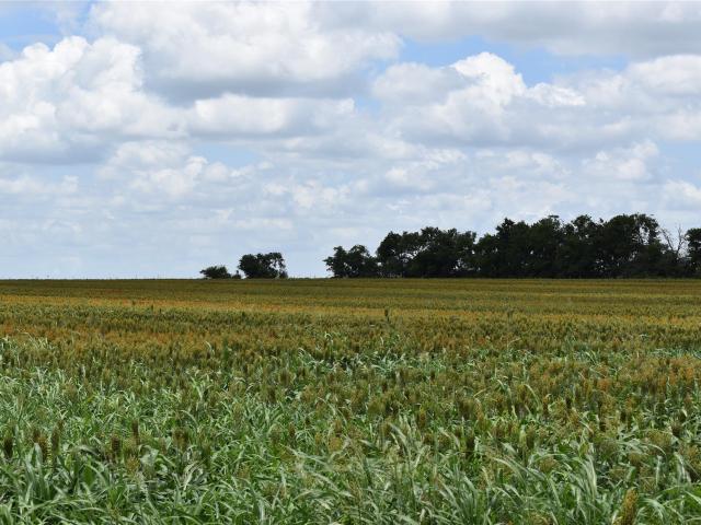 Land for sale in Milam, Texas