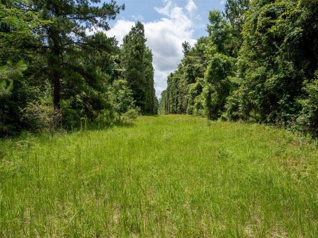 Land for sale in Woodville, Tyler County