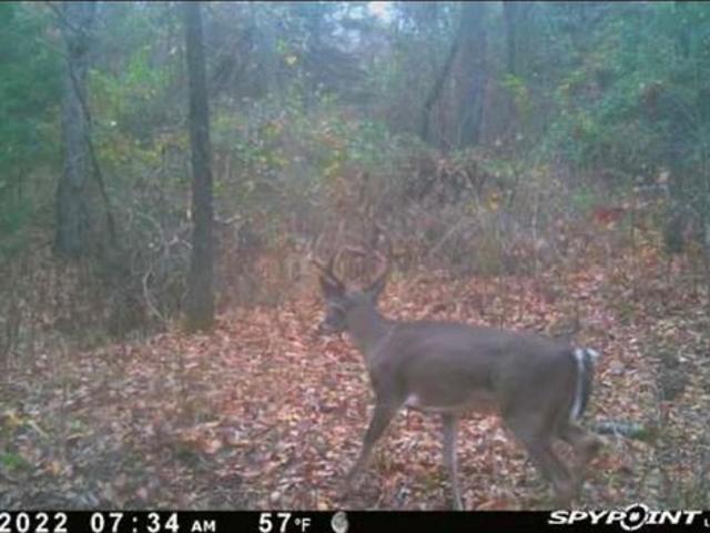 Land for sale in Fannin, Texas