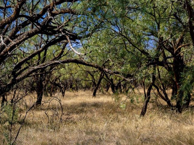 Land for sale in Callahan, Texas
