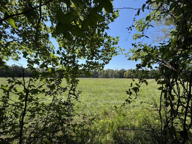 Land for sale in Woodville, Tyler County