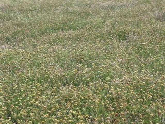 Land for sale in China Spring, Texas