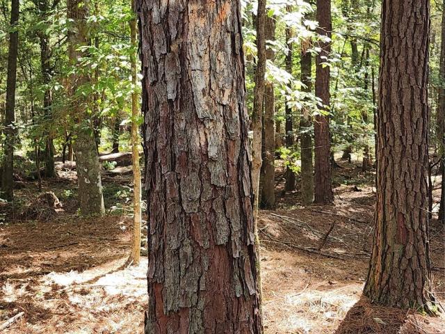 Land for sale in San Augustine, Texas